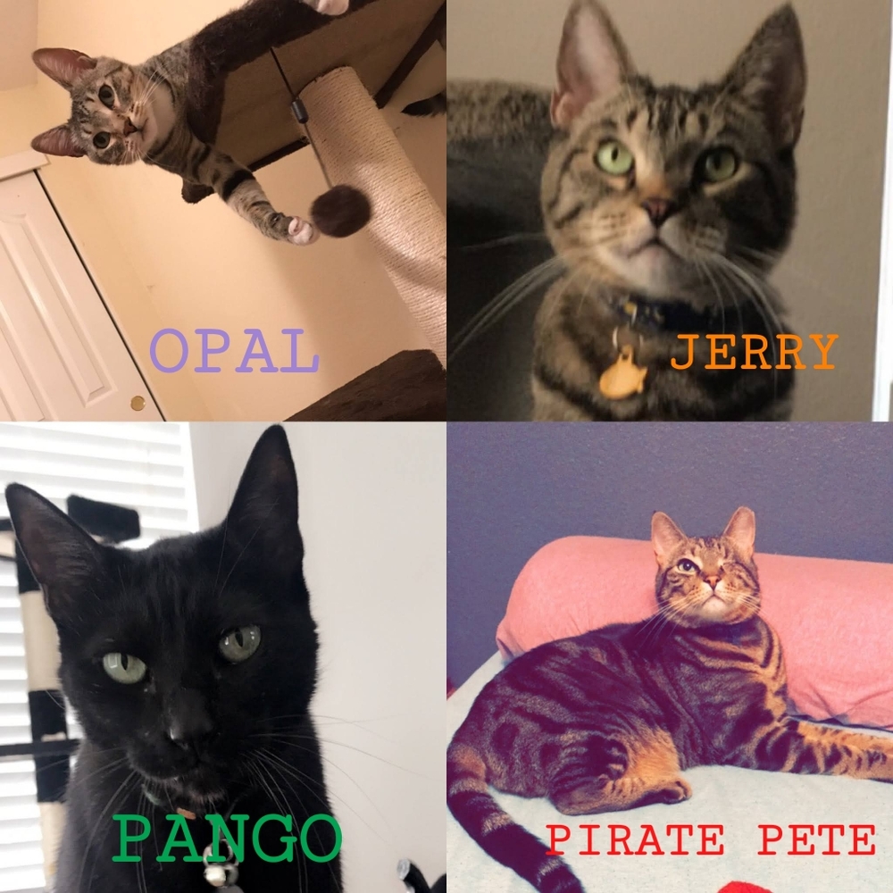 Seller Has A Multi Cat Household